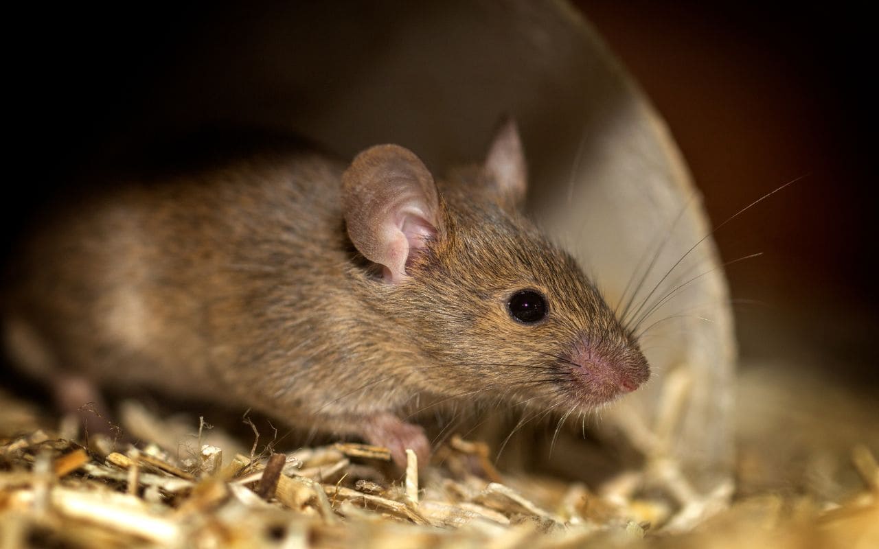 Eloigner les rats naturellement : les odeurs qu'ils détestent