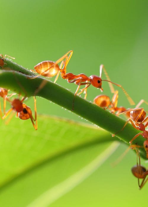Désinsectisation fourmis en ile de France