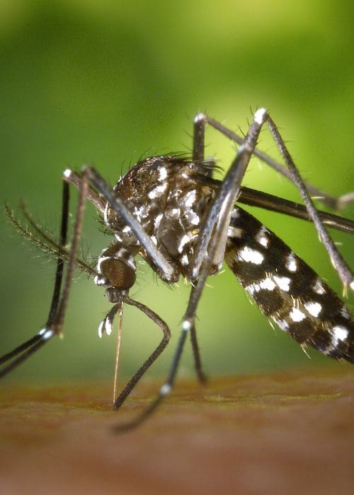 Désinsectisation moustiques en ile de France