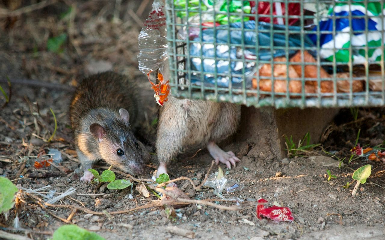 Les rats : prévention, risques et solutions en Île-de-France