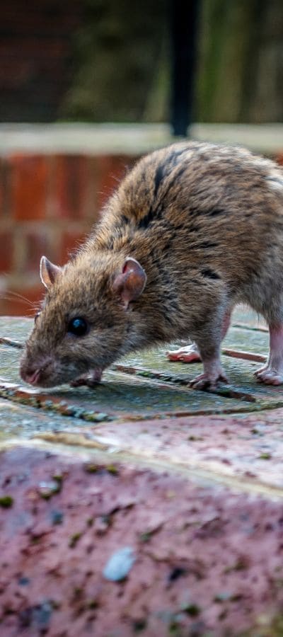 risques sanitaires et matériels lies aux rats