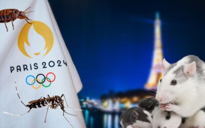 Paris 2024 : rats, punaises de lit, moustiques tigres… Quels risques pour les JO ?