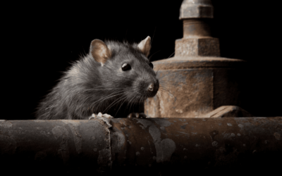 Dératisation professionnelle : stratégie complète de lutte contre les rats en milieu urbain